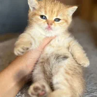 بچه گربه های اصیل و مهربون در اهواز|گربه|اهواز, کیانپارس |دیوار