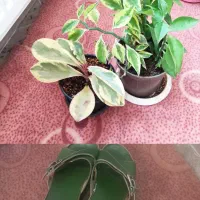 دمپایی و گل