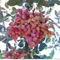 زور و ریگ بار می کنیم