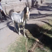 نری اصل گلابی