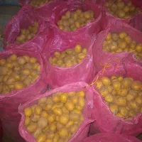 سیب کلومبا درجه یک