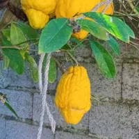 به خانم جهت نگهداری از پیرزن ناتوان نیازمندیم
