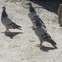 پلاکی  نژادر