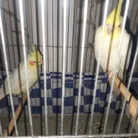 جفت عروس پاریس لوتینو ۳میلیون|پرنده|اهواز, بعثت|دیوار