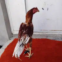 جوجه خروس لاری