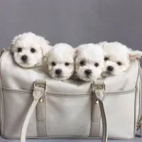 انواع واگذاری مینی پودل سایز ریز|سگ|شیراز, شهرک گلستان|دیوار