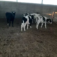 گاو گوساله|حیوانات مزرعه|درودزن, |دیوار