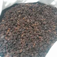 کشمش کمش آبگیری کشمش تاکستان
