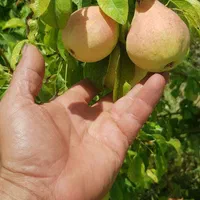 اجاره و خرید میوه  . خرمالوهلو .سیب.انار.|خدمات باغبانی و درختکاری|شیراز, تاچارا|دیوار