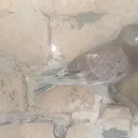 ۷تاکفترخوب