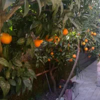 نزدیک دریا،بر12مترفروش یامعاوضه باآپارتمان درتهران|فروش خانه و ویلا|سلمانشهر, |دیوار