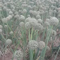 بذر پیاز فلات طلایی|خدمات باغبانی و درختکاری|آشخانه, |دیوار