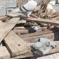 کفتر پلاکی|پرنده|تخت, |دیوار