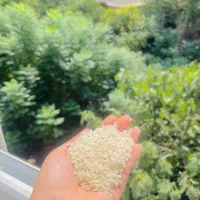 برنج طارم هاشمی اصل