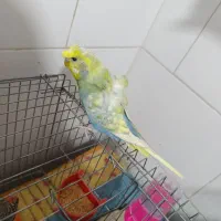 فروش مرغ عشق پروانه ای نر جوان