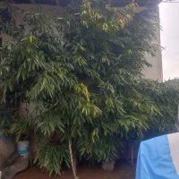 بنجامین آمستل بزرگ