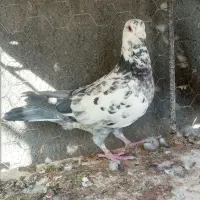 دوتا ماده گلی باهوش و عطیقه