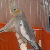 جوجه عروس هلندی  قیمت 500|پرنده|محمدشهر, ولدآباد|دیوار