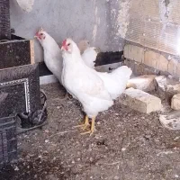 خروس و جوجه