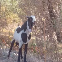 بزغاله نره خارجی