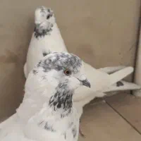 یک جفت کفتر کله دار