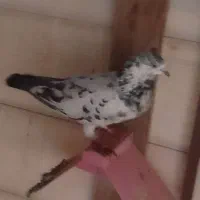 کبوتر|پرنده|خرمشهر, |دیوار