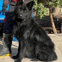 سگ ژرمن شپرد بلک نر یکساله موبلند شده فی ۴۰ م ت|سگ|تهران, تهرانسر شرقی|دیوار