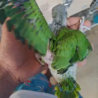 جوجه طوطی ملنگو