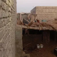 بوقلمون غاز ومرغ|حیوانات مزرعه|زابل, |دیوار