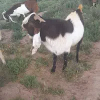 تکه|حیوانات مزرعه|رشتخوار, |دیوار