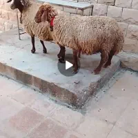 2عدد میش ابستن گون درو اوردن جون مال خونگلی