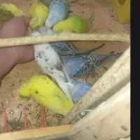 مرغ عشق|پرنده|خاش, |دیوار