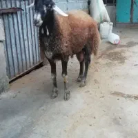 گوسفند نر تخمی|حیوانات مزرعه|قائم‌شهر, |دیوار