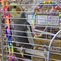 عروس هلندی نر بازیگوش