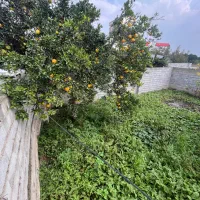 فروش زمین مسکونی روستای ۱۰۰ متری با سندتک برگ|فروش زمین و ملک کلنگی|کیاکلا, |دیوار