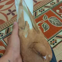 ماده زرد دم سفید عتیقه خال سیاه