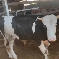 4راس جوانه چاق درجه یک