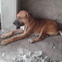 سگ افغان|سگ|نکا, |دیوار