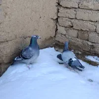 کبوتر آتم|پرنده|ارومیه, |دیوار