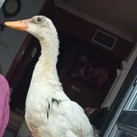 سه عدد اردک باهم ۷۰۰