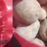 فروش سیب زمینی خوراکی اورگانیک