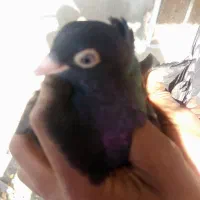 کفتر|پرنده|رودان, |دیوار