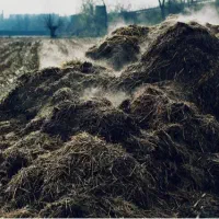 کود حیوانی پهن سوخته|خدمات باغبانی و درختکاری|نمین, |دیوار