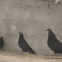 کبوتر
