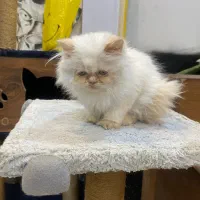 گربه اسکاتیش پرشین