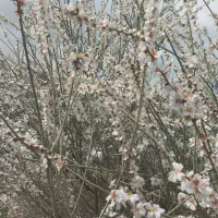 اجاره منزل مسکونی رستم