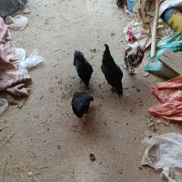مرغ تخم گذار