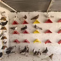 کبوتر