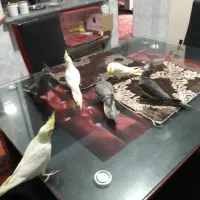 فروش عروس هلندی دو ماهه منصفانه|پرنده|میانه, |دیوار