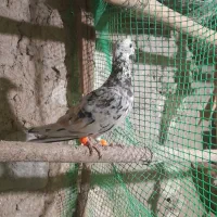 چهارتا کبوتر دوتا نردوتاماده|پرنده|قزوین, |دیوار